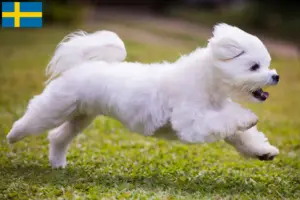 Lire la suite à propos de l’article Éleveurs de bichons maltais et chiots en Suède