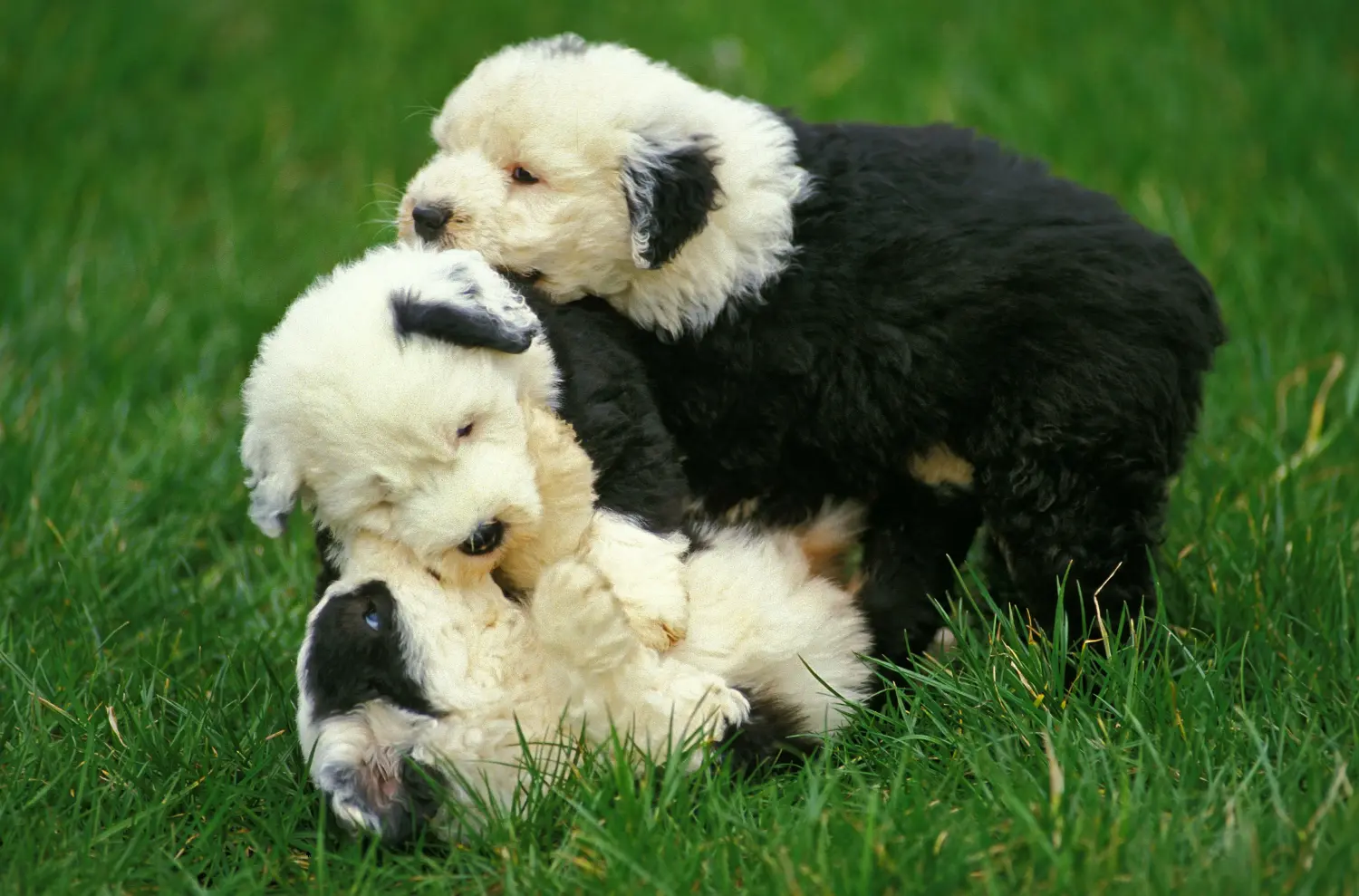 Acheter un chiot bobtail, c'est prendre ses responsabilités ! Acheter des chiots bobtail.