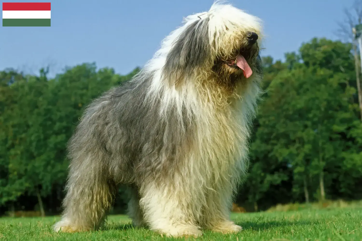 Bobtail chiots et éleveurs Hongrie Ici vous trouverez des éleveurs de Bobtails en Hongrie.