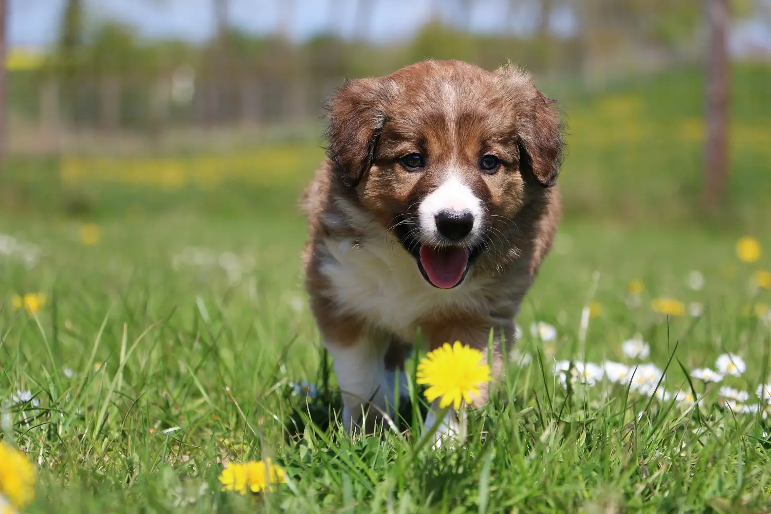 Acheter un chiot Border Collie, c'est prendre des responsabilités ! Acheter des chiots Border Collie.