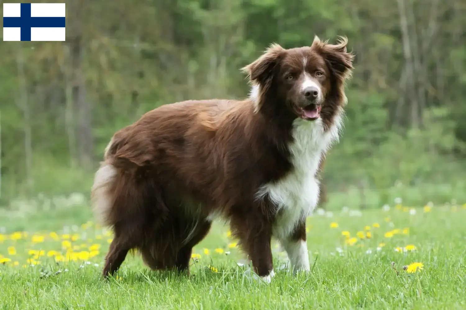 Border Collie chiots et éleveurs Finlande Ici tu peux trouver des éleveurs de Border Collies en Finlande.
