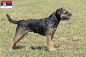 Lire la suite à propos de l’article Éleveurs de border terriers et chiots en Serbie