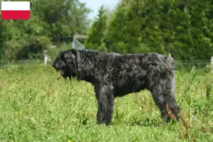 Lire la suite à propos de l’article Bouvier des Flandres éleveurs et chiots en Pologne