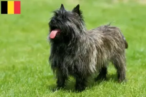 Lire la suite à propos de l’article Eleveurs de Cairns Terriers et Chiots en Belgique