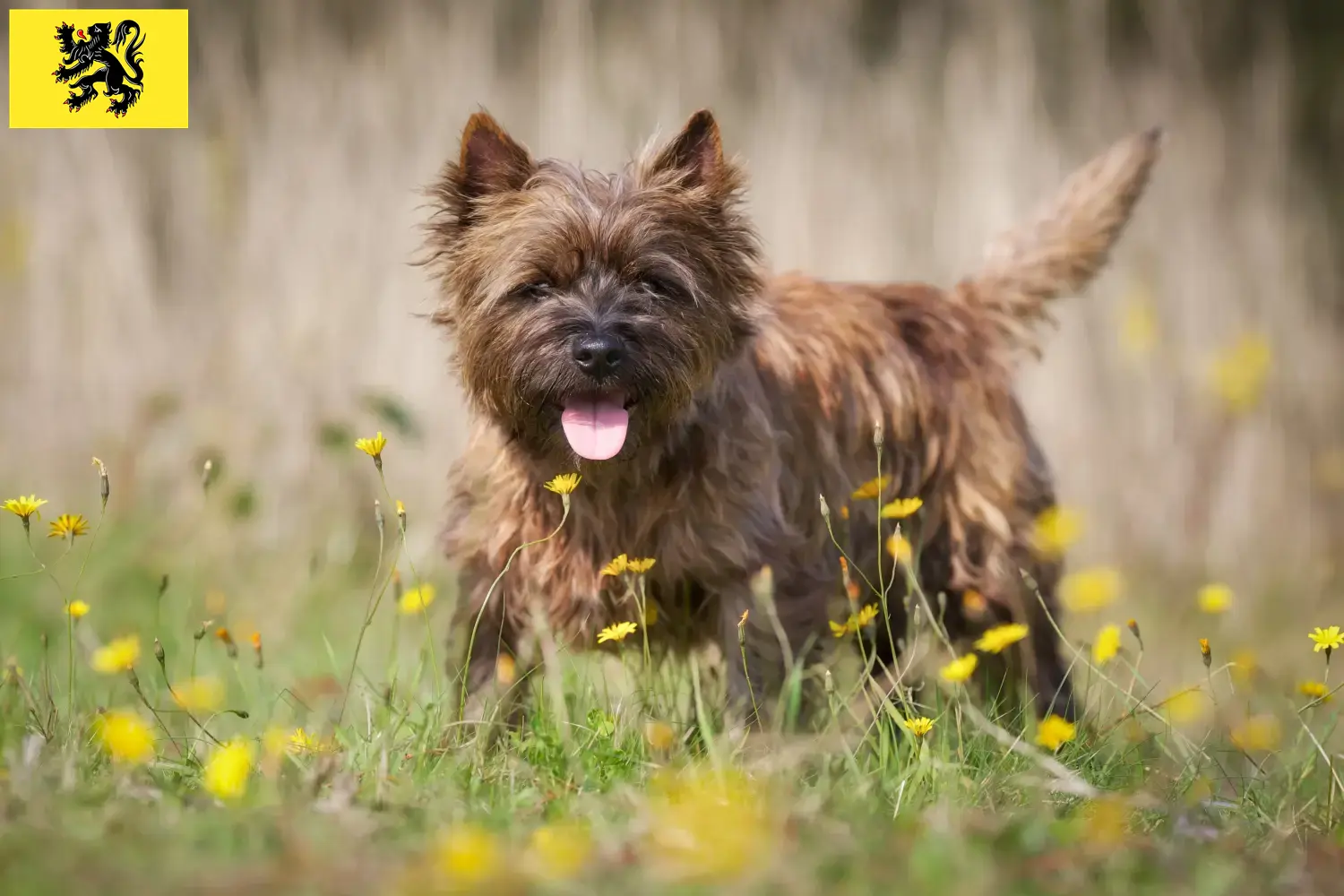 Cairn Terrier chiots et éleveurs Flandre Ici, tu trouveras des éleveurs de Cairn Terrier en Flandre.