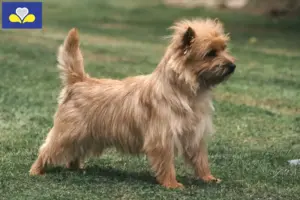 Lire la suite à propos de l’article Éleveurs de Cairn Terriers et Chiots en Région de Bruxelles-Capitale