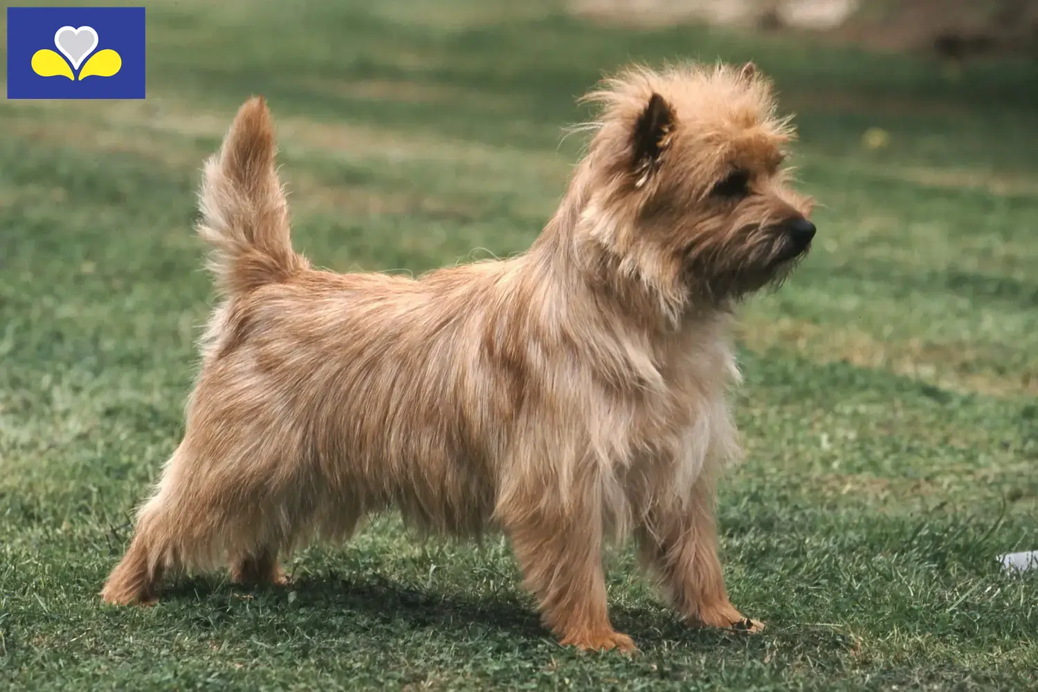 Cairn Terrier chiots et éleveurs Région de Bruxelles-Capitale Ici, tu trouveras des éleveurs de Cairn Terrier en Région de Bruxelles-Capitale.