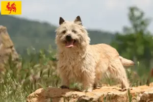 Lire la suite à propos de l’article Éleveurs de Cairn Terriers et Chiots en Région Wallonne