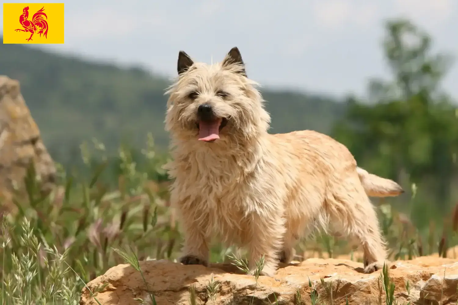 Cairn Terrier chiots et éleveurs Région Wallonne Ici vous trouverez des éleveurs de Cairn Terrier en Région Wallonne.