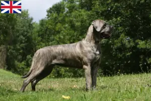 Lire la suite à propos de l’article Cane Corso Italiano éleveurs et chiots en Grande-Bretagne