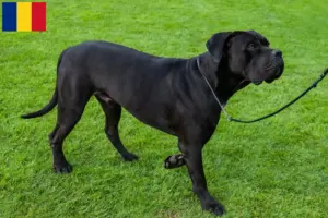 Lire la suite à propos de l’article Cane Corso Italiano éleveurs et chiots en Roumanie