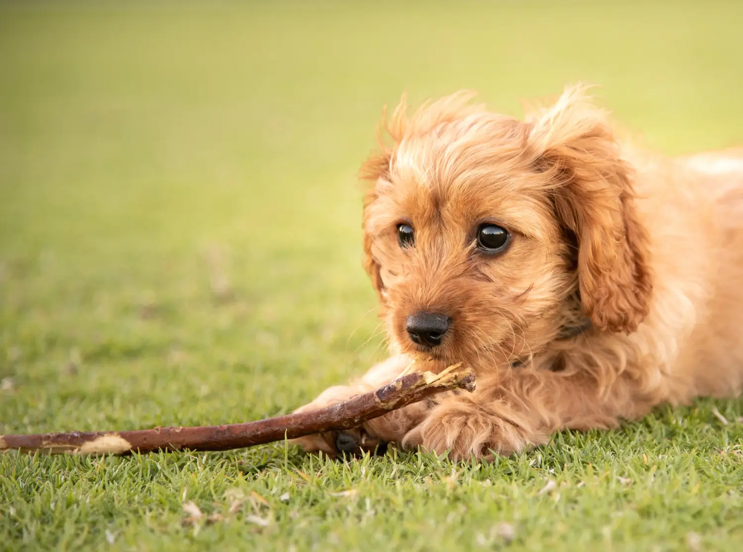 Acheter un chiot Cavoodle, c'est prendre ses responsabilités ! Acheter des chiots Cavoodle.