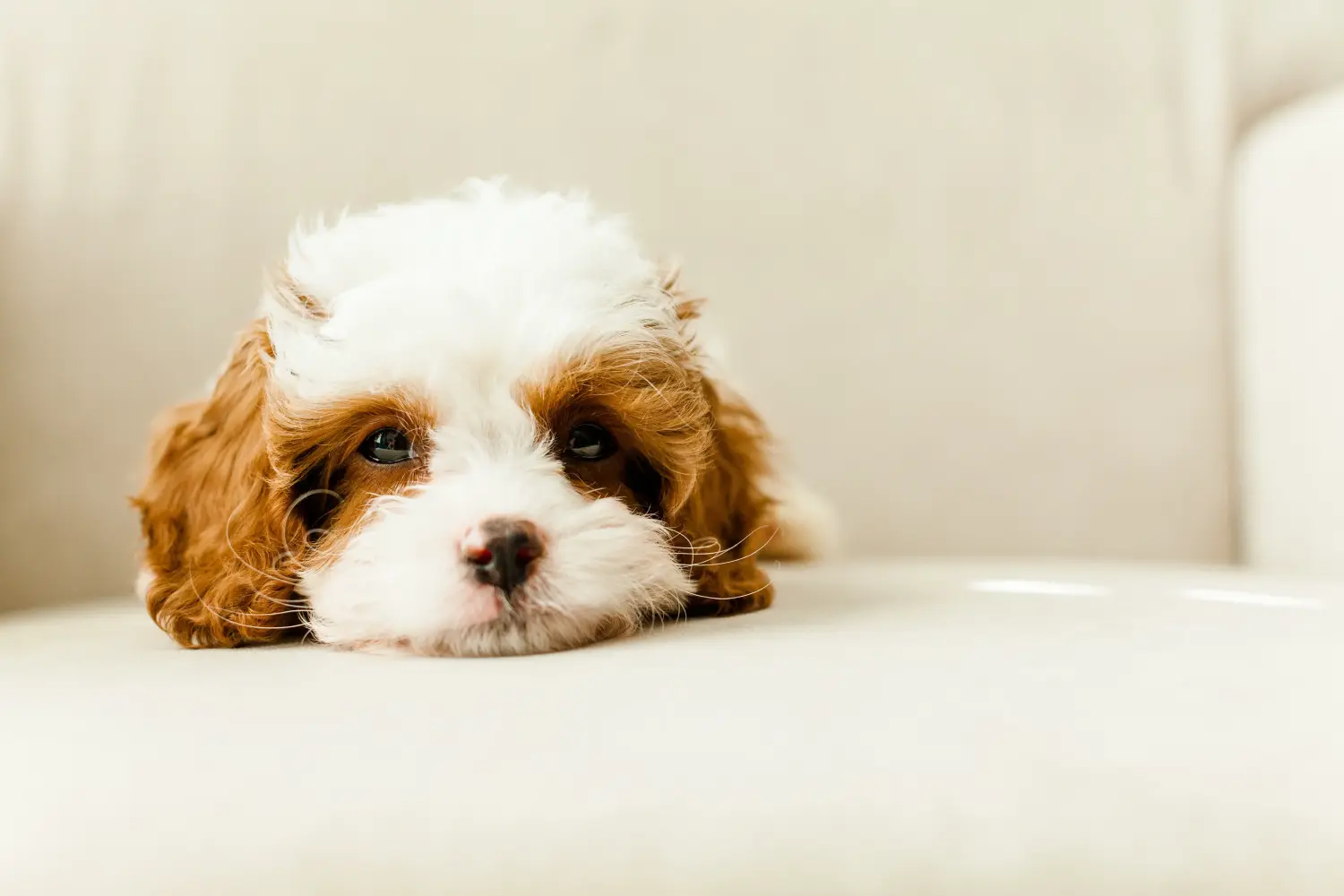 Acheter un chiot Cavoodle, c'est prendre ses responsabilités ! Acheter des chiots Cavoodle.
