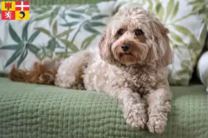 Lire la suite à propos de l’article Éleveurs de Cavoodle et chiots en Auvergne-Rhône-Alpes