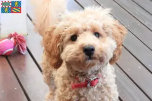 Lire la suite à propos de l’article Éleveurs de Cavoodle et chiots en Bourgogne-Franche-Comté