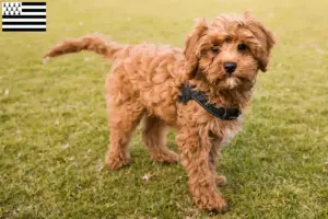 Lire la suite à propos de l’article Éleveurs de Cavoodle et chiots en Bretagne