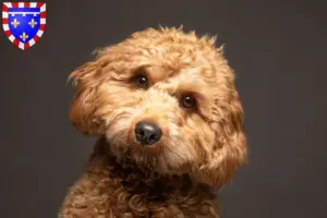 Lire la suite à propos de l’article Éleveurs de Cavoodle et chiots en Centre-Val de Loire