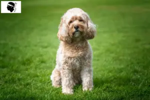 Lire la suite à propos de l’article Éleveurs de Cavoodle et chiots en Corse