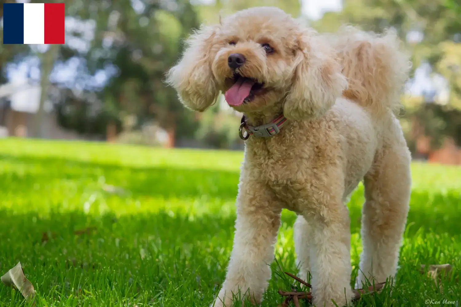 Cavoodle chiots et éleveurs France Ici, tu trouveras des éleveurs de Cavoodles en France.