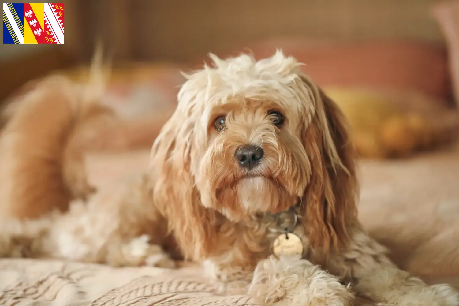Cavoodle chiots et éleveurs Grand Est Ici tu trouves des éleveurs de Cavoodles en Grand Est.