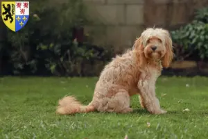 Lire la suite à propos de l’article Éleveurs de Cavoodle et chiots en Hauts-de-France