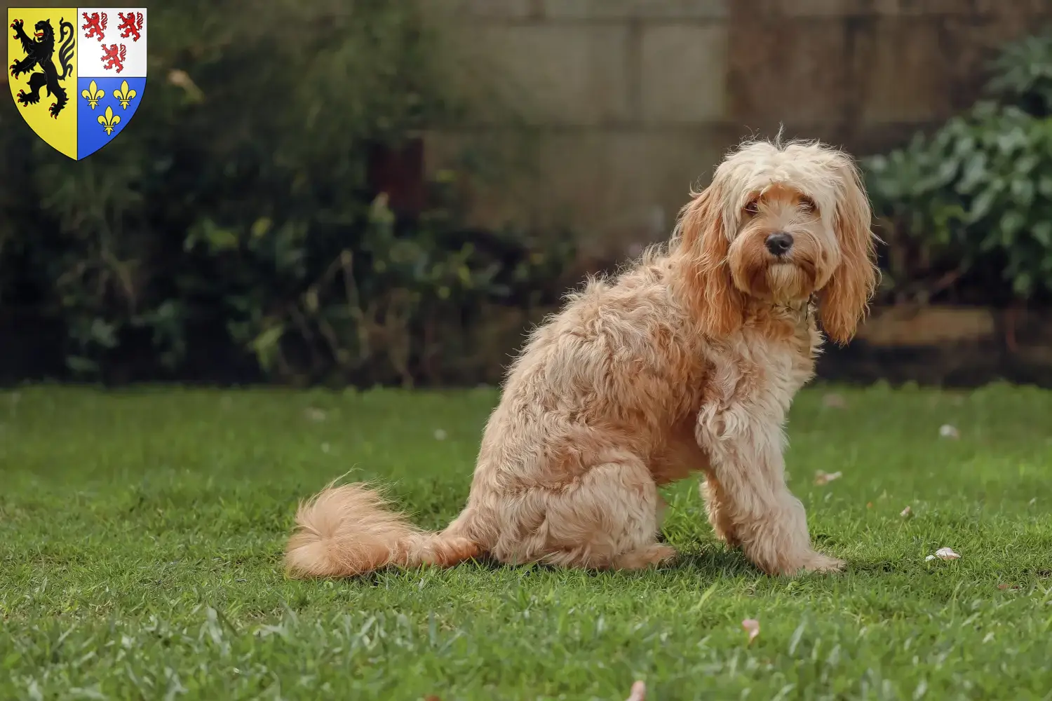 Cavoodle chiots et éleveurs Hauts-de-France Ici tu trouves des éleveurs de Cavoodles en Hauts-de-France.