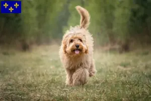 Lire la suite à propos de l’article Éleveurs de Cavoodle et chiots en Île-de-France