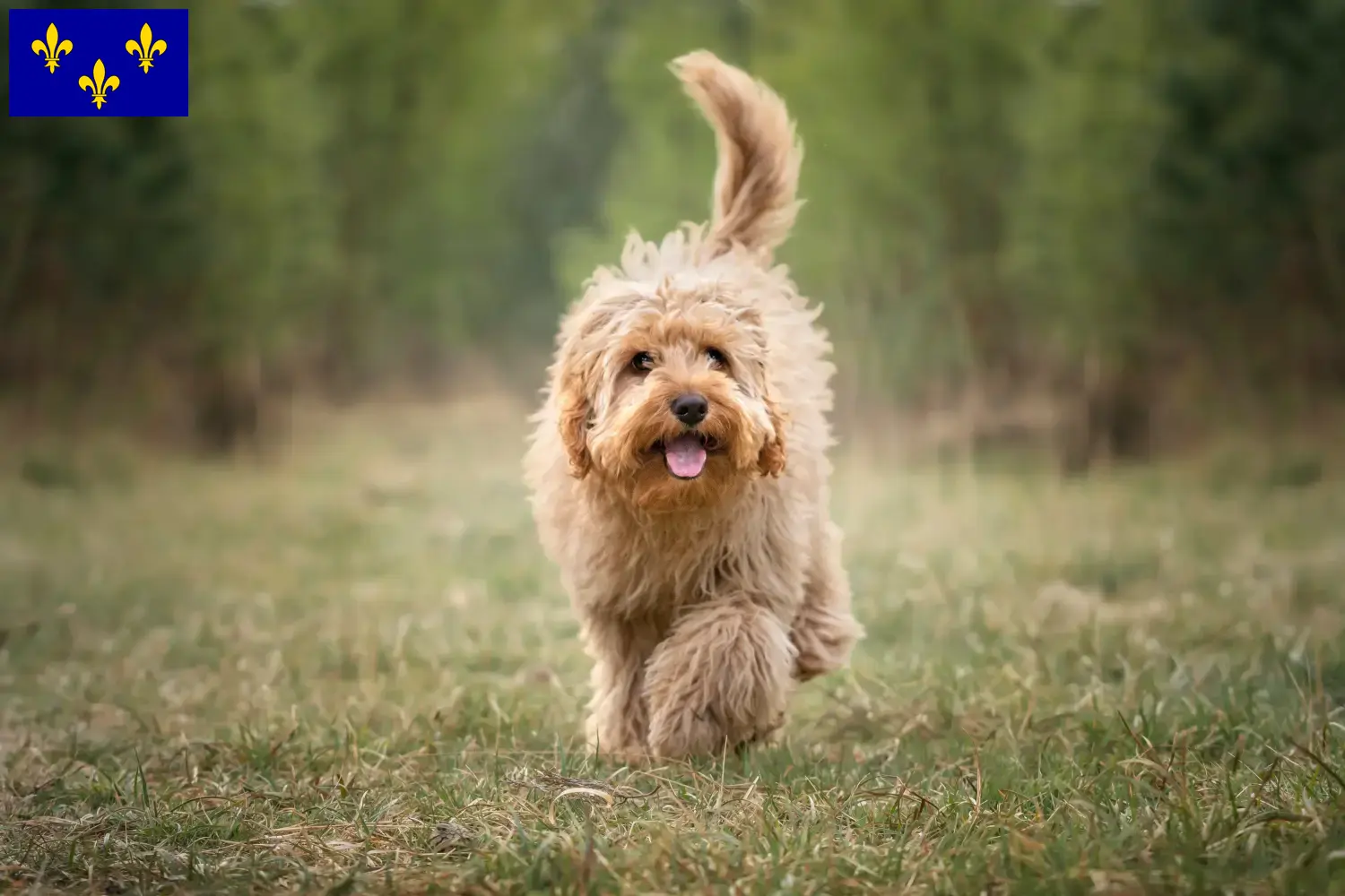 Cavoodle chiots et éleveurs Île-de-France Ici tu trouves des éleveurs de Cavoodles en Île-de-France.