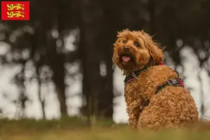 Lire la suite à propos de l’article Éleveurs de Cavoodle et chiots en Normandie