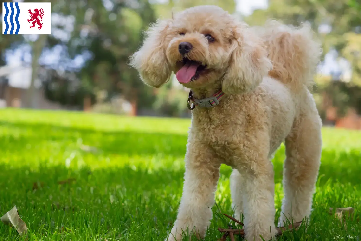 Cavoodle chiots et éleveurs Nouvelle-Aquitaine Ici tu trouves des éleveurs de Cavoodles en Nouvelle-Aquitaine.