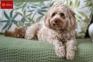 Lire la suite à propos de l’article Éleveurs de Cavoodle et chiots en Occitanie