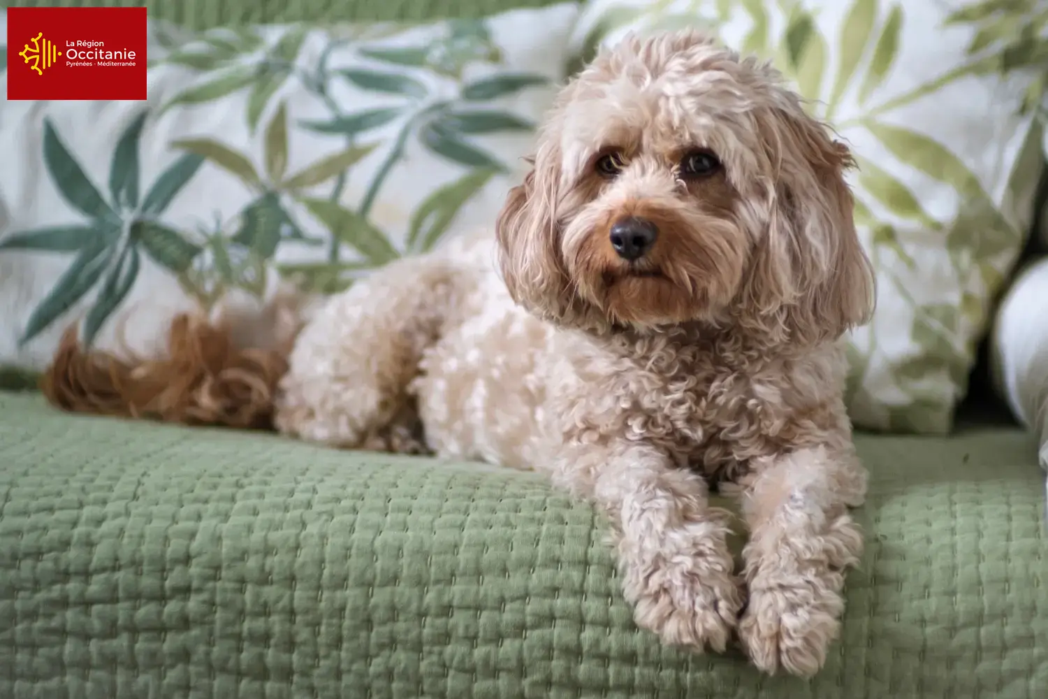 Cavoodle chiots et éleveurs Occitanie Ici, tu trouveras des éleveurs de Cavoodles en Occitanie.