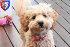 Lire la suite à propos de l’article Éleveurs de Cavoodle et chiots en Pays de la Loire