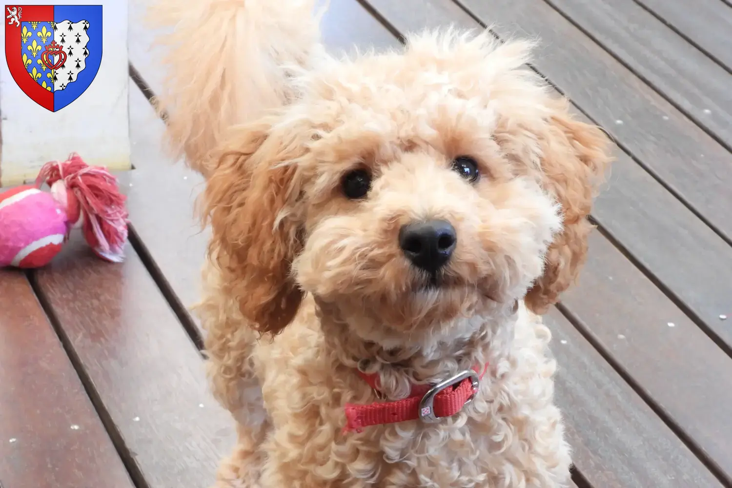 Cavoodle chiots et éleveurs Pays de la Loire Ici tu trouves des éleveurs de Cavoodles en Pays de la Loire.