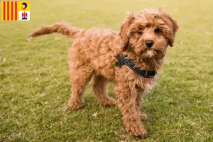 Lire la suite à propos de l’article Éleveurs de Cavoodle et chiots en Provence-Alpes-Côte d’Azur