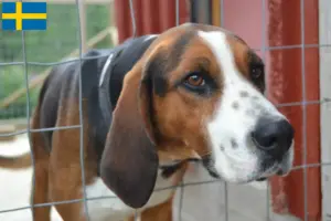 Lire la suite à propos de l’article Éleveurs de chiens courants finlandais et chiots en Suède