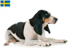 Lire la suite à propos de l’article Éleveurs suisses de chiens courants et chiots en Suède