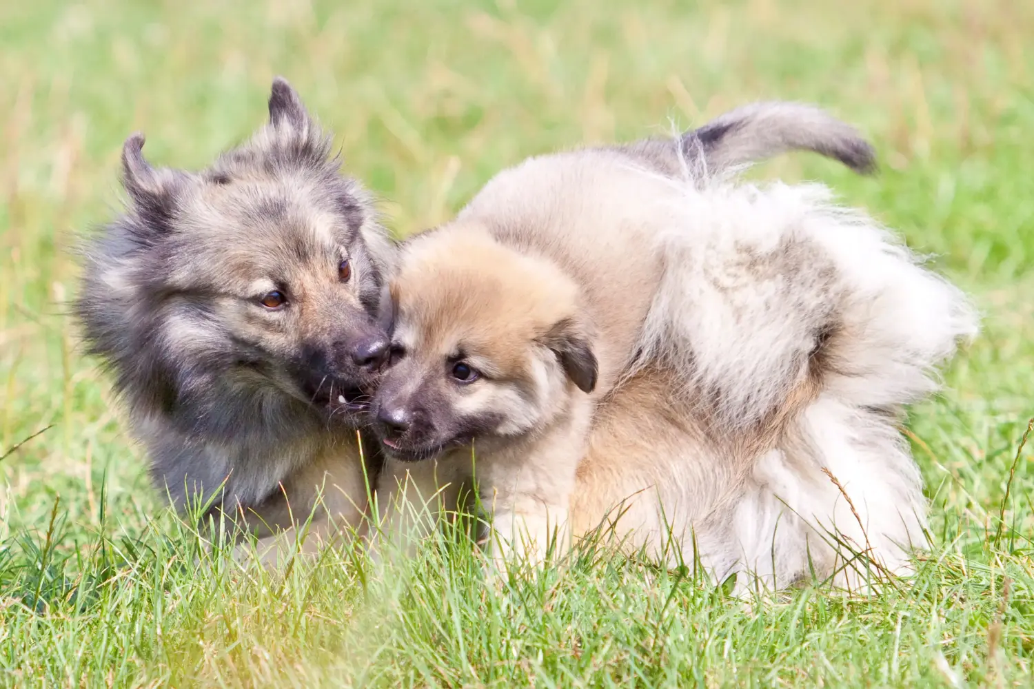 Acheter un chiot islandais, c'est prendre ses responsabilités ! Acheter un chiot chien islandais.