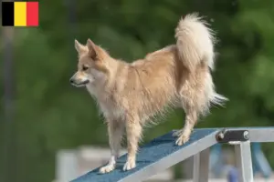 Lire la suite à propos de l’article Éleveurs de chiens islandais et chiots en Belgique