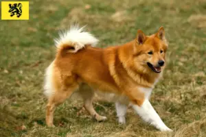 Lire la suite à propos de l’article Éleveurs de chiens islandais et chiots en Flandre