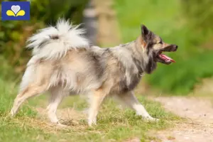 Lire la suite à propos de l’article Éleveurs de chiens islandais et chiots en Région de Bruxelles-Capitale