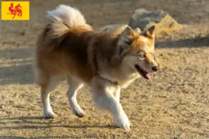 Lire la suite à propos de l’article Éleveurs de chiens islandais et chiots en Région wallonne