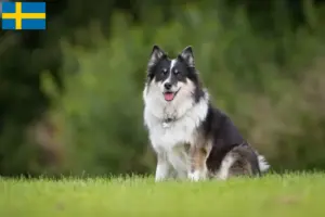 Lire la suite à propos de l’article Éleveurs de chiens islandais et chiots en Suède