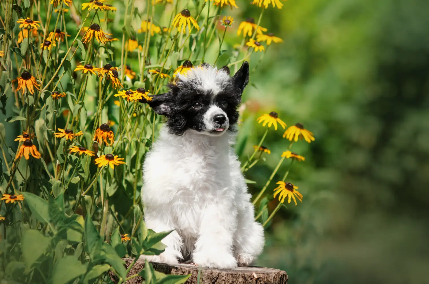 Acheter un chiot Chinese Crested Dog, c'est prendre ses responsabilités ! Acheter des chiots Chinese Crested Dog.
