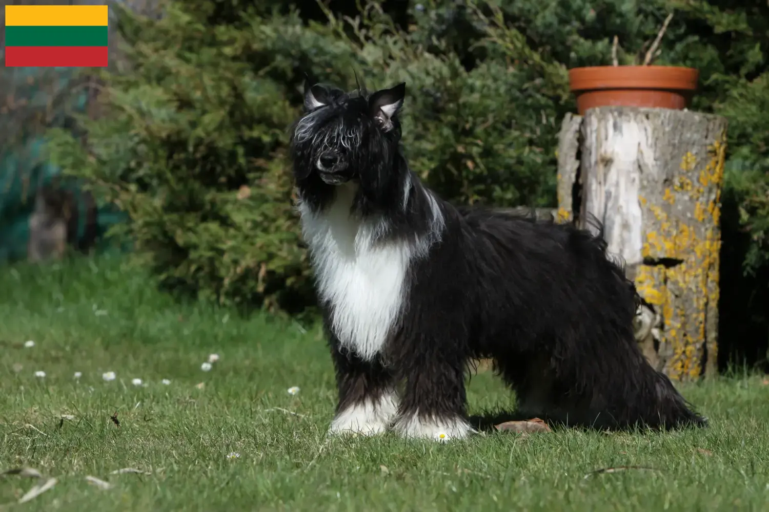 Chien chinois à crête chiots et éleveurs Lituanie Ici tu peux trouver des éleveurs de Chinese Crested Dogs en Lituanie.
