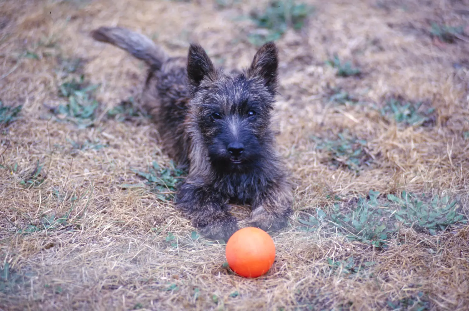 Acheter un chiot Cairn Terrier, c'est prendre ses responsabilités ! Acheter un chiot Cairn Terrier.