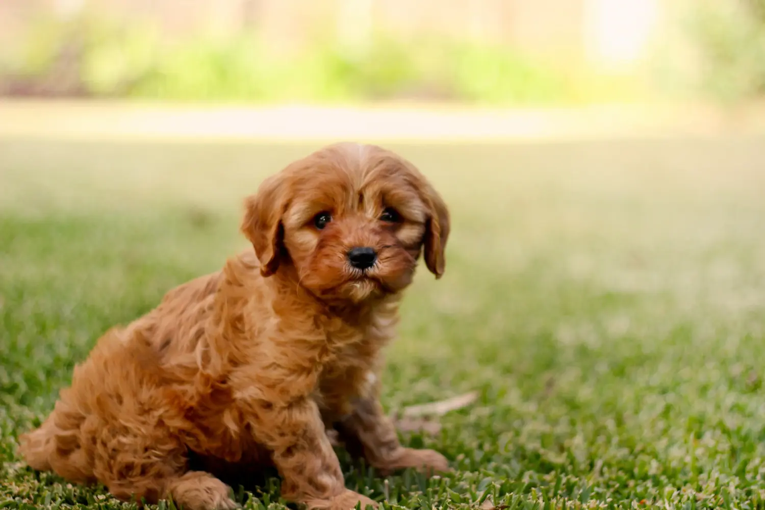 Acheter un chiot Cavoodle, c'est prendre ses responsabilités ! Acheter des chiots Cavoodle.