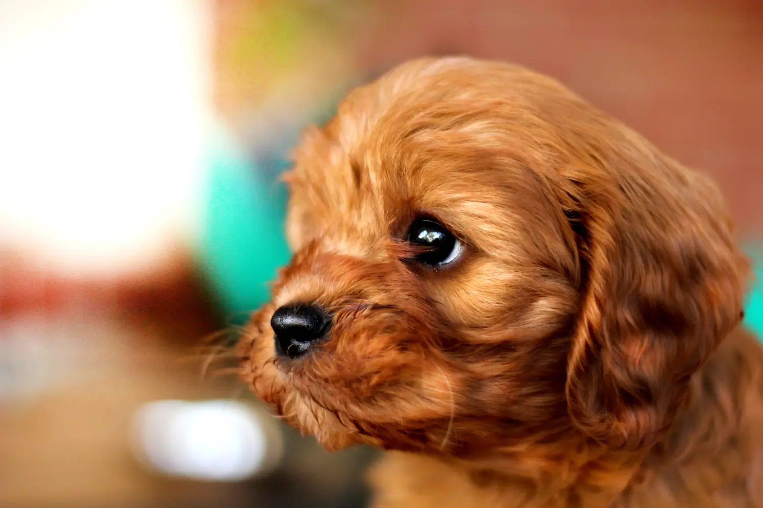 Acheter un chiot Cavoodle, c'est prendre ses responsabilités ! Acheter des chiots Cavoodle.