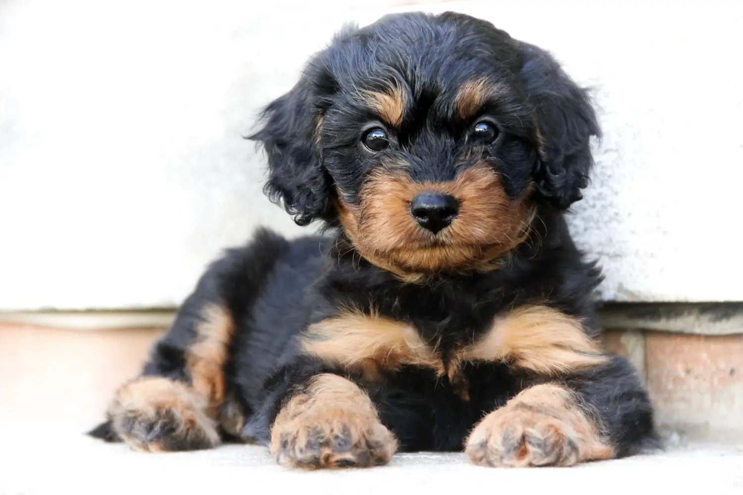 Acheter un chiot Cavoodle, c'est prendre ses responsabilités ! Acheter des chiots Cavoodle.