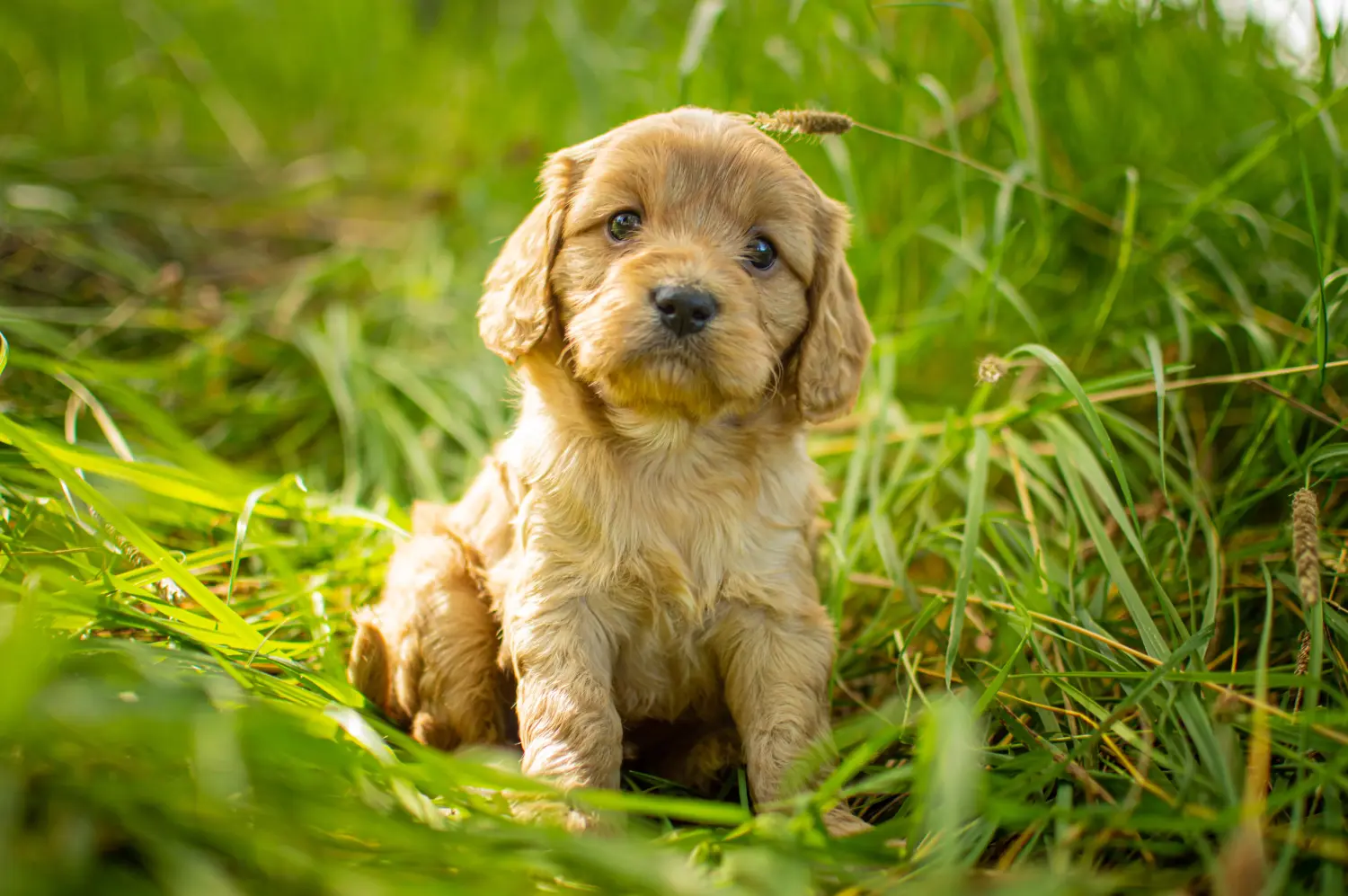 Acheter un chiot Cavoodle, c'est prendre ses responsabilités ! Acheter des chiots Cavoodle.